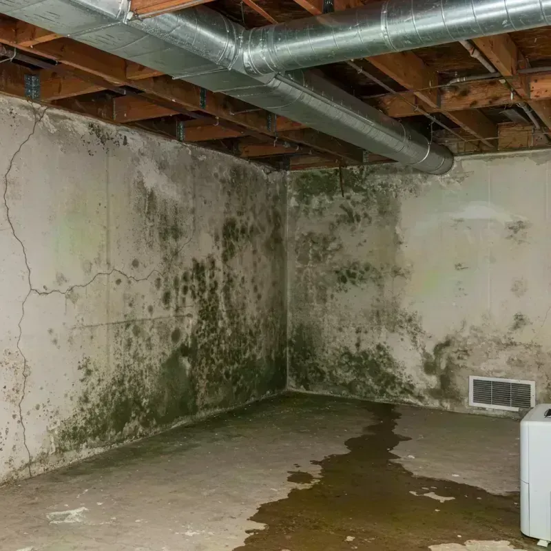 Professional Mold Removal in Aspen, CO